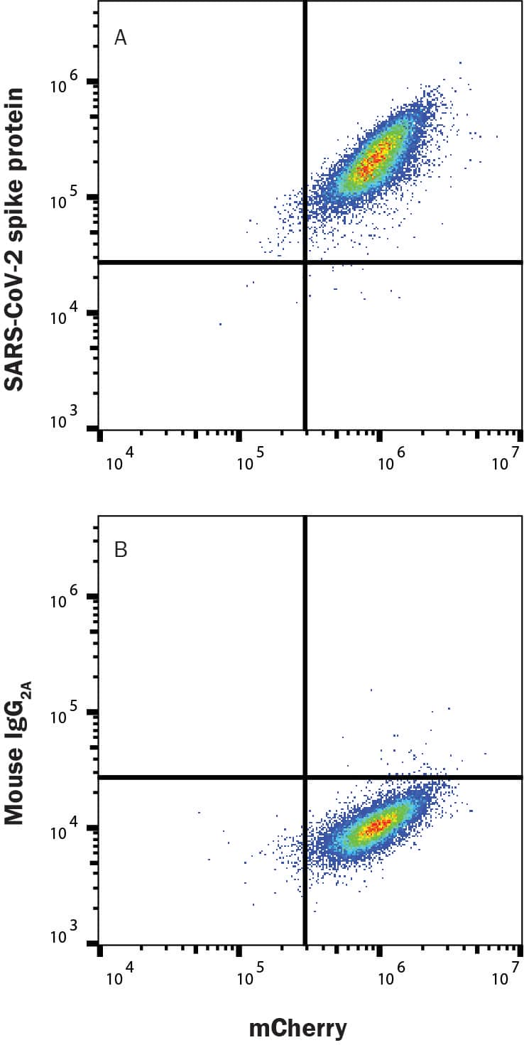HEK293 human embryonic kidney cell line transfected with human ACE-2 and mCherry was incubated with Recombinant SARS-CoV-2 Omicron His-Tag protein (B.1.1.529 variant 11056-CV), then stained with (A) Mouse Anti-SARS-CoV-2 Spike S1 Alexa Fluor® 488-conjugated Monoclonal Antibody (FAB105805G) or (B) Mouse IgG2A Isotype Control Antibody (IC003G). Staining was performed using our Staining Membrane-associated Proteins protocol.