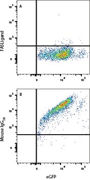 HEK293 human embryonic kidney cell line transfected with Fas Ligand/TNFSF6 and eGFP were stained with (A) Mouse Anti-Human Fas Ligand/TNFSF6 Alexa Fluor® 700-conjugated Monoclonal Antibody (Catalog # FAB126N) or (B) Mouse IgG2B Isotype Control Antibody staining (IC0041N). View our protocol for Staining Membrane-associated Proteins.