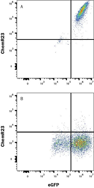 HEK293 human cell line (A) transfected with human ChemR23 or (B) irrelevant protein and eGFP, were stained with Mouse Anti-Human ChemR23 APC-conjugated Monoclonal Antibody (Catalog # FAB362A). Quadrant markers were set based on Mouse IgG3Allophycocyanin Isotype Control (IC007A, data not shown). Staining was performed using our Staining Membrane-associated Proteins protocol. 