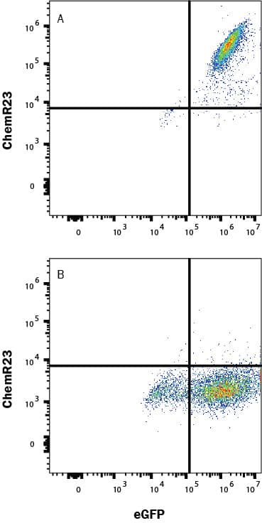 HEK293 human cell line (A) transfected with human ChemR23 or (B) irrelevant protein and eGFP, were stained with Mouse Anti-Human ChemR23 PE-conjugated Monoclonal Antibody (Catalog # FAB362P). Quadrant markers were set based on Mouse IgG3 PE Isotype Control (IC007P, data not shown). Staining was performed using our Staining Membrane-associated Proteins protocol. 