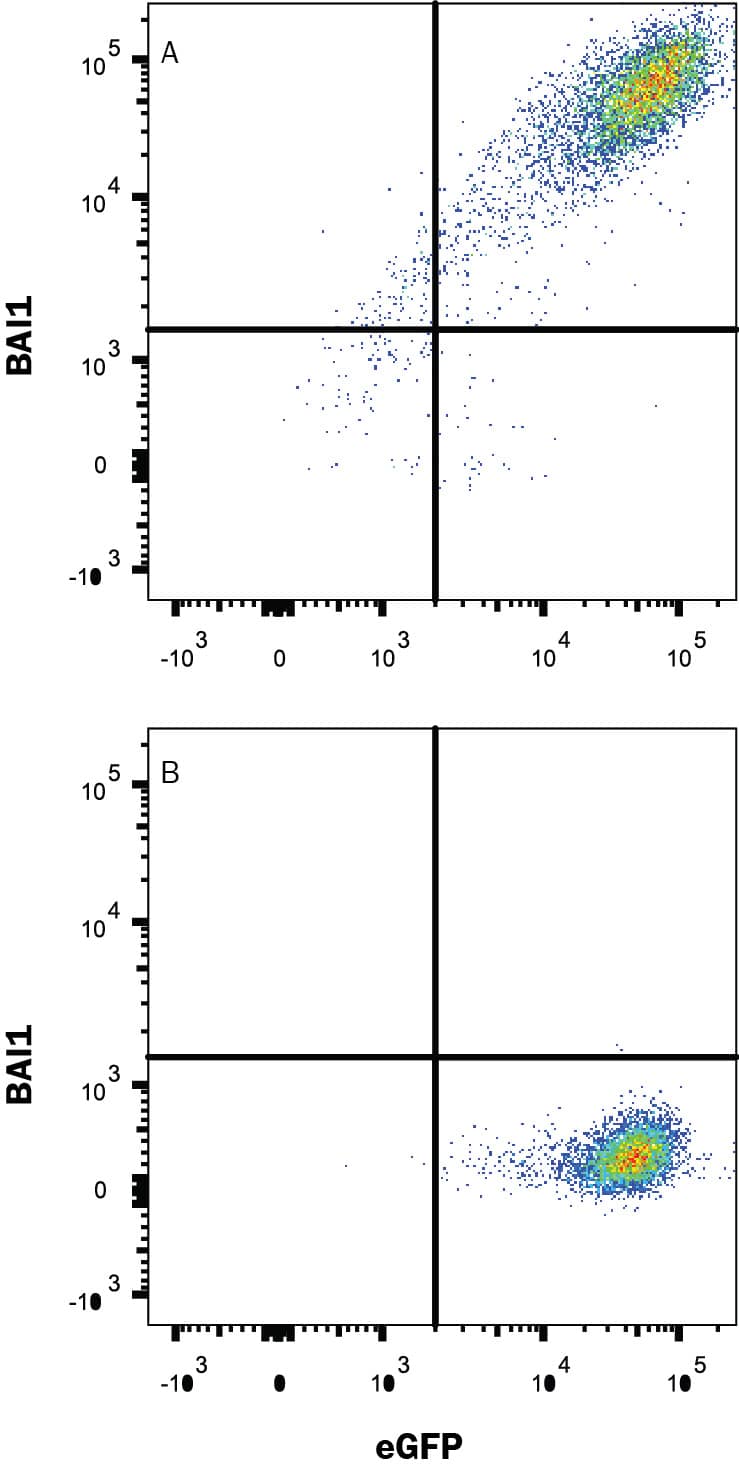 HEK293 human embryonic kidney cell line transfected with (A) human BAI1 or (B) irrelevant protein, and eGFP was stained with Mouse Anti-Human BAI1 PE-conjugated Monoclonal Antibody (Catalog # FAB49691P). Quadrant markers were set based on Mouse IgG1 isotype control antibody staining (IC002P, data not shown). Staining was performed using our Staining Membrane-associated Proteins protocol.