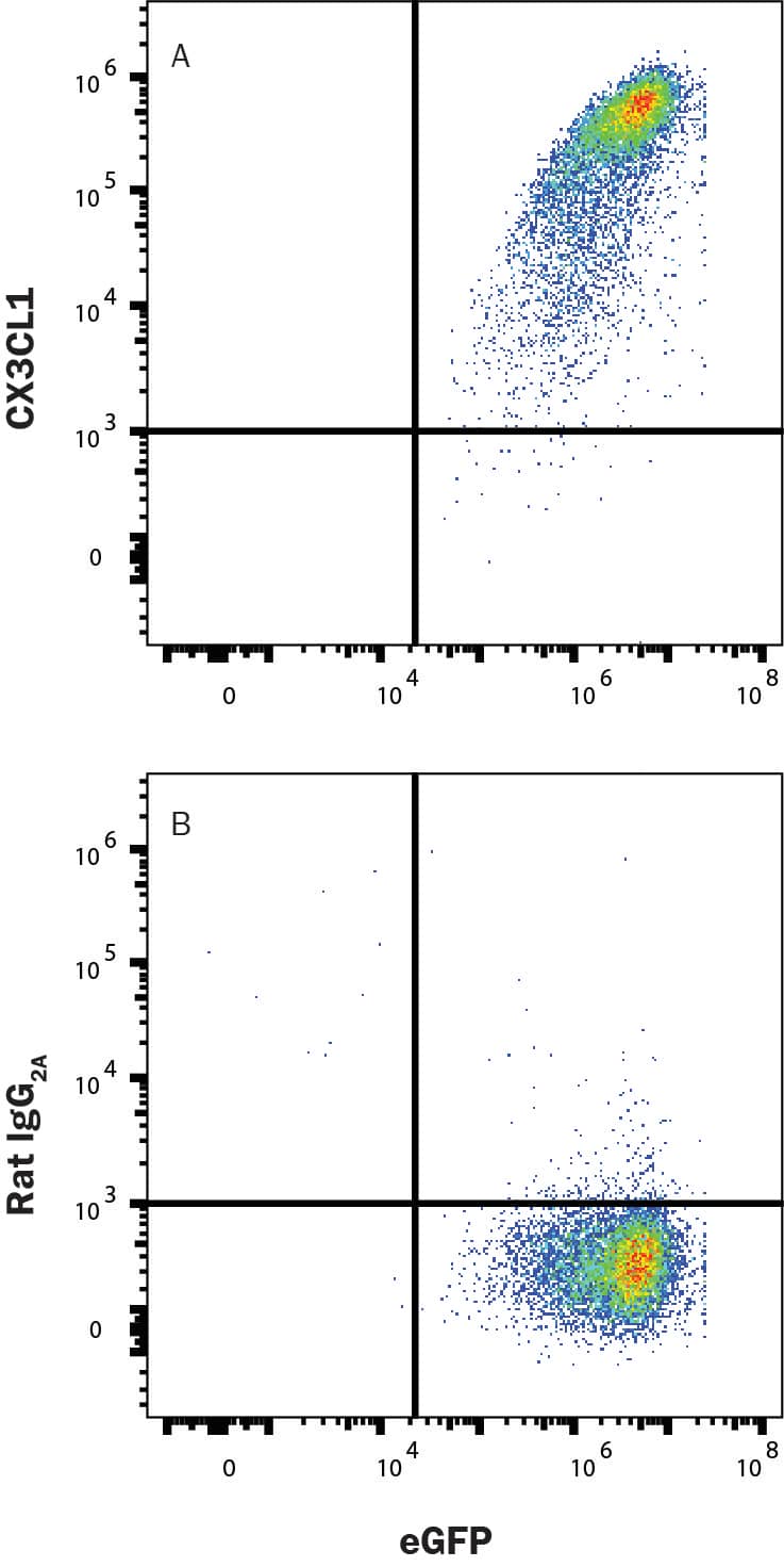 HEK293 cells transfected with mouse CX3CL1 and eGFP was stained with eGFP and either (A) Rat Anti-Mouse CX3CL1/Fractalkine APC‑conjugated Monoclonal Antibody (Catalog # FAB571A) or (B) Rat IgG2A Allophycocyanin Isotype Control (Catalog # IC006A). View our protocol for Staining Membrane-associated Proteins. 