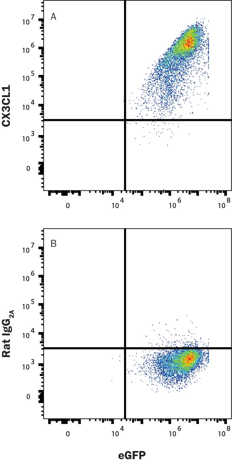 HEK293 cells transfected with mouse CX3CL1 and eGFP was stained with eGFP and either (A) Rat Anti-Mouse CX3CL1/Fractalkine PE‑conjugated Monoclonal Antibody (Catalog # FAB571P) or (B) Rat IgG2A Phycoerythrin Isotype Control (Catalog # IC006P). View our protocol for Staining Membrane-associated Proteins. 