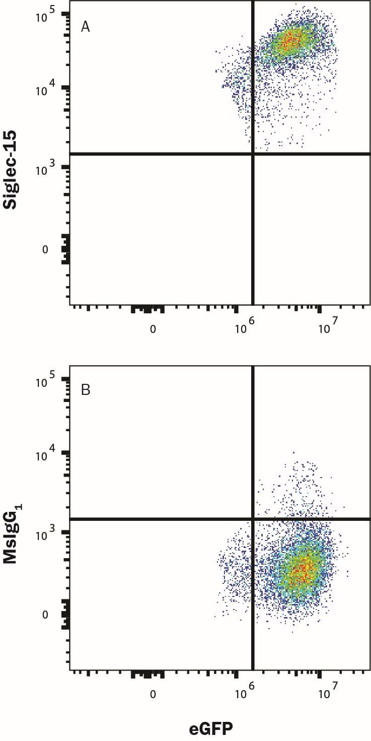 hSiglec-15 HEK/eGFP transfectants were stained with (A) Mouse Anti-Human Siglec-15 Alexa Fluor® 647-conjugated Monoclonal Antibody (Catalog # FAB9227R) or (B) Mouse IgG1 Alexa Fluor® 647-conjugated isotype control Antibody (Catalog # IC002R).  Staining was performed using our Staining Membrane-associated Proteins protocol.