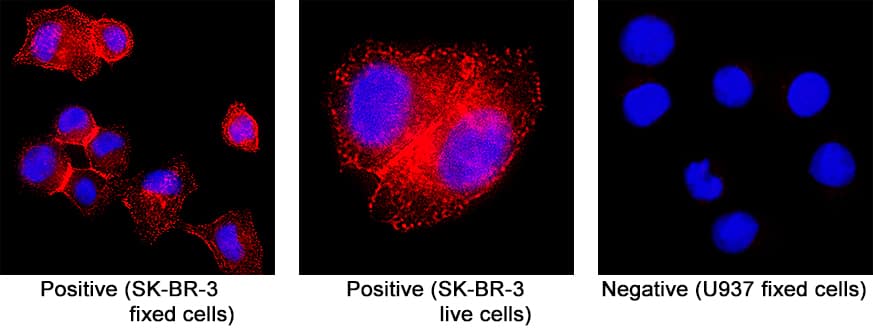 ErbB2/Her2 was detected in both live and fixed SK‑BR‑3 human breast cancer cell line and but not detected in fixed U937 human histiocytic lymphoma cell line. SK-BR-3 live cells were incubated for 1 hour at 4°C with Anti-Human ErbB2/Her2 Biotinylated Monoclonal Antibody (FAB9589B) diluted at 5 µg/mL with HBSS. SK-BR-3 and U937 fixed cells were incubated for 2 hours at room temperature with Anti-Human ErbB2/Her2 Biotinylated Monoclonal Antibody (FAB9589B) diluted with antibody diluent. Cells were stained using the NorthernLights™ 557-conjugated Streptavidin (red; NL999) and counterstained with DAPI (blue). Specific staining was localized to plasma membrane. View our protocol for Fluorescent ICC Staining of Cells on Coverslips.