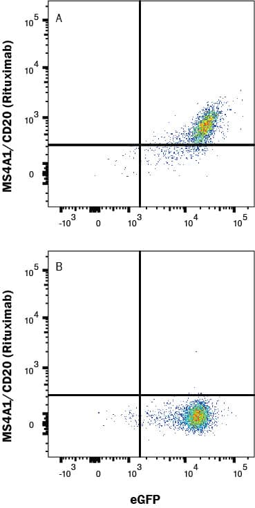 HEK293 human cell line transfected with (A) human MS4A1/CD20 or (B) irrelevant protein, and eGFP were stained with Human anti-Human MS4A1/CD20 (Rituximab) Monoclonal Antibody (MAB9575), then Alexa Fluor® 647-conjugated Anti-Rituximab (Anti-Idiotype) (Catalog # FAB9630R). Staining was performed using our Staining Membrane Proteins protocol.