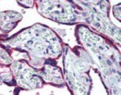 Immunohistochemistry-Paraffin: gp96/HSP90B1/GRP94 Antibody [NBP2-24698] - Analysis of Human Placenta using NBP2-24698 at 10 ug/ml.