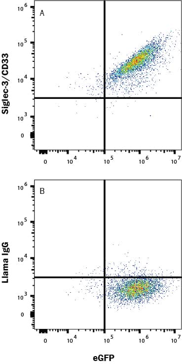 HEK293 human embryonic kidney cell line transfected with human Siglec-3/CD33 and eGFP was stained with (A) Llama Anti-Human Siglec-3/CD33 Alexa Fluor® 594-conjugated Llamabody VHH Monoclonal Antibody (LFAB10733T) or normal llama IgG (Catalog # IC011T). Staining was performed using our Staining Membrane-associated Proteins protocol.