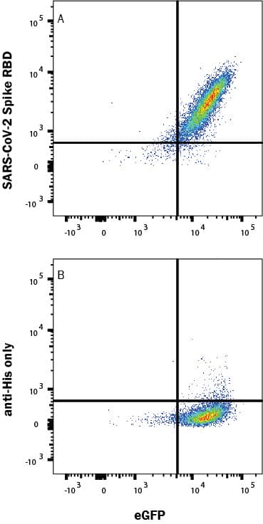 (A) Recombinant SARS-Cov-2 Spike 1 His-tagged protein (10522-CV) binds to HEK293 human embryonic kidney cell line transfected with recombinant human ACE-2 and eGFP and was detected with Mouse Anti-His Allophycocyanin-conjugated Monoclonal Antibody (Catalog # IC050A). (B) No staining was observed in the absence of protein. Staining was performed using our Staining Membrane-Associated Proteins protocol.