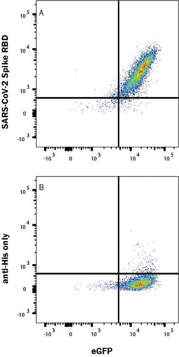 (A) Recombinant SARS-Cov-2 Spike 1 His-tagged protein (10522-CV) binds to HEK293 human embryonic kidney cell line transfected with recombinant human ACE-2 and eGFP and was detected with Mouse Anti-His Alexa Fluor® 647-conjugated Monoclonal Antibody (Catalog # IC050R). (B) No staining was observed in the absence of protein.  Staining was performed using our Staining Membrane-Associated Proteins protocol.