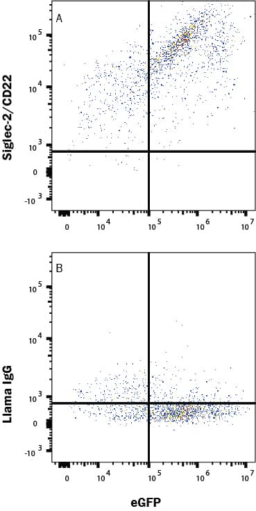 HEK293 human embryonic kidney cell line transfected with human Siglec-2/CD22 and eGFP was stained with (A) Llama Anti-Human Siglec-2/CD22 Alexa Fluor® 647-conjugated Llamabody VHH Monoclonal Antibody (Catalog # LFAB10732R) or (B) normal llama IgG (IC011R). Staining was performed using our Staining Membrane-associated Proteins protocol.