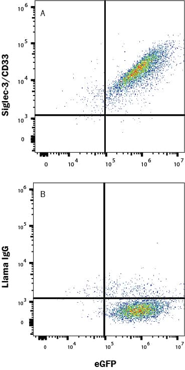 HEK293 human embryonic kidney cell line transfected with human Siglec-3/CD33 and eGFP was stained with (A) Llama Anti-Human Siglec-3/CD33 Alexa Fluor® 647-conjugated Llamabody VHH Monoclonal Antibody (Catalog # LFAB10733R) or normal llama IgG (IC011R). Staining was performed using our Staining Membrane-associated Proteins protocol.