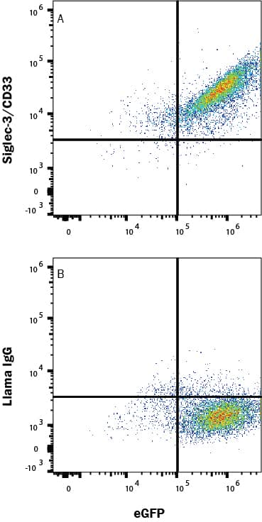 HEK293 human embryonic kidney cell line transfected with human Siglec-3/CD33 and eGFP was stained with (A) Llama Anti-Human Siglec-3/CD33 Alexa Fluor® 594-conjugated Llamabody VHH Monoclonal Antibody (Catalog # LFAB10733T) or normal llama IgG (IC011T). Staining was performed using our Staining Membrane-associated Proteins protocol.