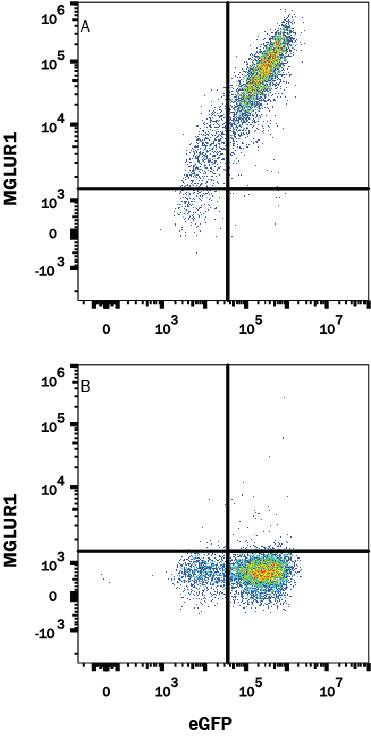 HEK293 human embryonic kidney cell line transfected with (A) human MGLUR1 or (B) irrelevant transfectants and eGFP was stained with Mouse Anti-Human MGLUR1 Monoclonal Antibody (Catalog # MAB48361) followed by APC-conjugated Anti-Mouse IgG Secondary Antibody (Catalog # F0101B). Quadrant markers were set based on control antibody staining (Catalog # MAB003). View our protocol for Staining Membrane-associated Proteins.