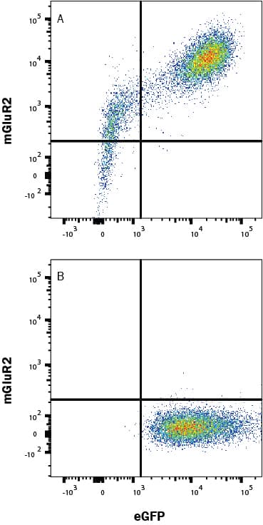 HEK293 human embryonic kidney cell line transfected with (A) human mGLUR2 or (B) irrelevant protein and eGFP was stained with Mouse Anti-Human mGLUR2 Monoclonal Antibody (Catalog # MAB46762) followed by APC-conjugated Anti-Mouse IgG Secondary Antibody (Catalog # F0101B). Quadrant markers were set based on control antibody staining (Catalog # MAB002). View our protocol for Staining Membrane-associated Proteins.