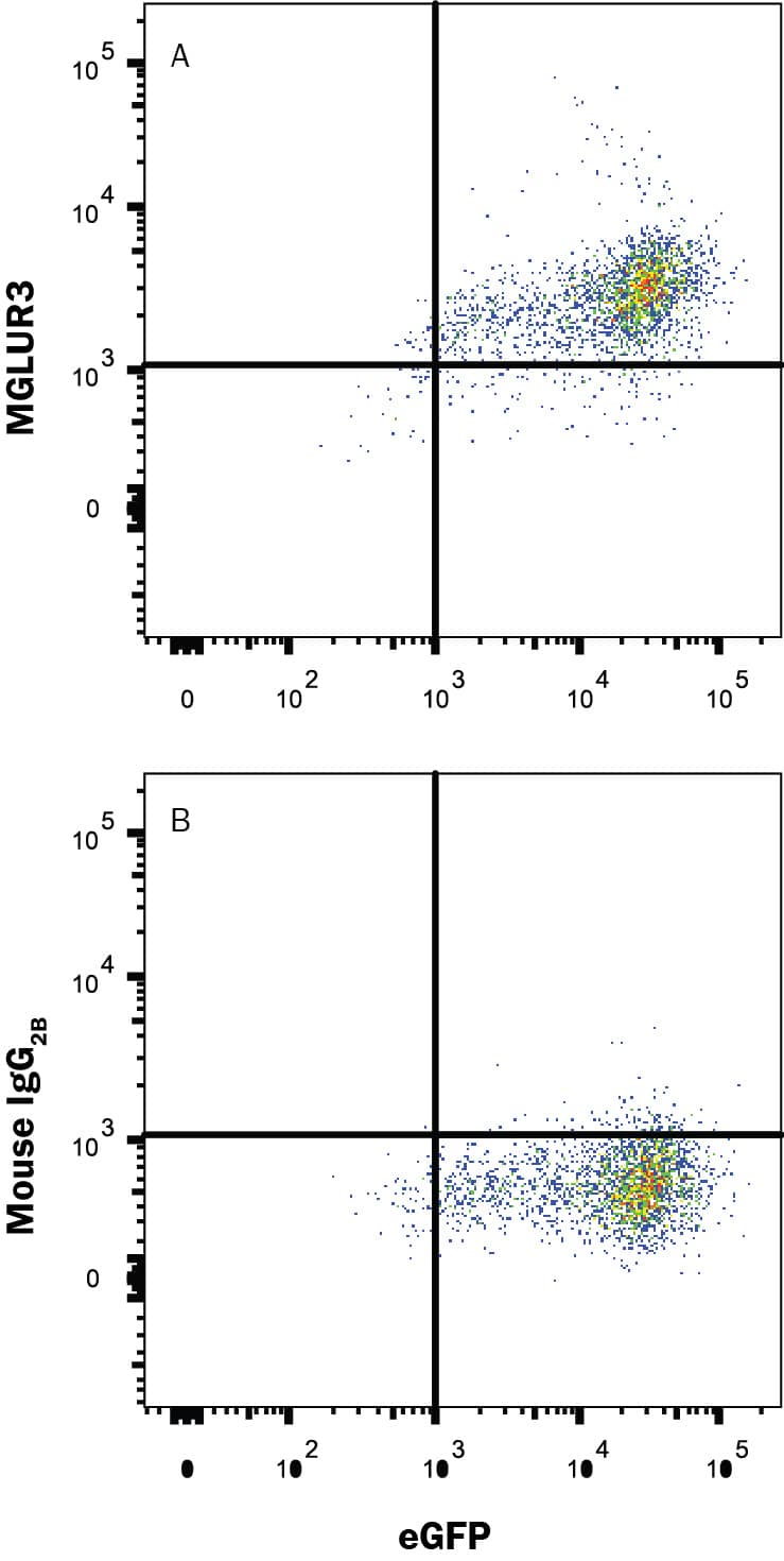 HEK293 human embryonic kidney cell line transfected with human MGLUR3 and eGFP was stained with (A) Mouse Anti-Human MGLUR3 Monoclonal Antibody (Catalog # MAB46681) or (B) Mouse IgG2B isotype control antibody (Catalog # MAB0041) followed by APC-conjugated Anti-Mouse IgG Secondary Antibody (Catalog # F0101B). View our protocol for Staining Membrane-associated Proteins. 