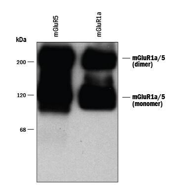 Western blot of HEK 293 cells expressing mGluR1a and mGluR5 showing the specific immunolabeling of the ~125 kDa monomers and the ~250 kDa dimers of mGluR1a and mGluR5.