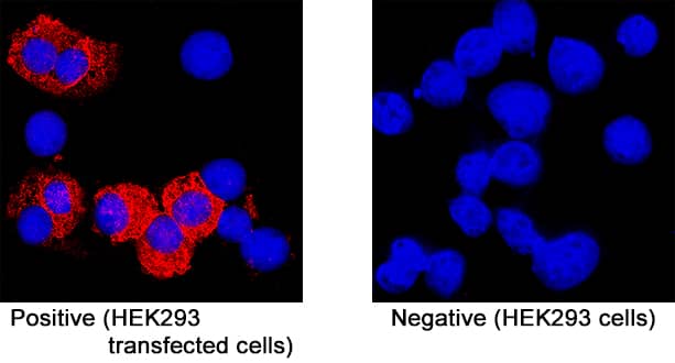 TDAG8/GPR65 was detected in immersion fixed  TDAG8/GPR65-transfected HEK293 human embryonic kidney cell line (left panel, positive stain) and non-transfected HEK293 human embryonic kidney cell line (right panel, negative stain) using Mouse Anti-Human TDAG8/GPR65 Monoclonal Antibody (Catalog # MAB10077) at 8 µg/mL for 3 hours at room temperature. Cells were stained using the NorthernLights™ 557-conjugated Anti-Mouse IgG Secondary Antibody (red; NL007) and counterstained with DAPI (blue). Specific staining was localized to cell surfaces. View our protocol for Fluorescent ICC Staining of Non-adherent Cells.