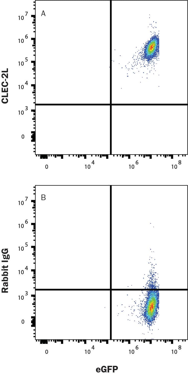 HEK293 human embryonic kidney cell line transfected with human CLEC2L and eGFP was stained with (A) Rabbit Anti-Human CLEC2L Monoclonal Antibody (Catalog # MAB2531) or (B) Rabbit IgG control antibody (MAB1050) followed by Allophycocyanin-conjugated Anti-Rabbit IgG Secondary Antibody (F0111). Staining was performed using our Staining Membrane-associated Proteins protocol.