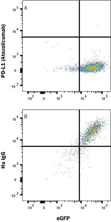 In a functional flow cytometry test, Recombinant Human PD-1 His-tagged protein (8986-PD, 500 ng/mL) binds to HEK293 human embryonic kidney cell line transfected with recombinant human PD-L1/B7-H1. (A) Binding is completely blocked by 2.5 µg/mL of Human Anti-Human PD-L1/B7-H1 (Research Grade Atezolizumab Biosimilar) Monoclonal Antibody (Catalog # MAB10348) but not by (B) Human IgG Isotype Control (1-001-A). Ligand binding was detected by staining cells with Anti-His tag APC-conjugated Monoclonal Antibody  (IC050A).