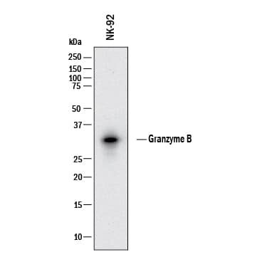 Western blot shows lysates of NK‑92 human natural killer lymphoma cell line. PVDF membrane was probed with 0.1 µg/mL of Rabbit Anti-Human Granzyme B Monoclonal Antibody (Catalog # MAB105408) followed by HRP-conjugated Anti-Rabbit IgG Secondary Antibody (HAF008). A specific band was detected for Granzyme B at approximately 34 kDa (as indicated). This experiment was conducted under reducing conditions and using Western Blot Buffer Group 1.