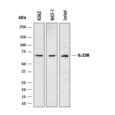 Western blot shows lysates of K562 human chronic myelogenous leukemia cell line, MCF‑7 human breast cancer cell line and Jurkat human acute T cell leukemia cell line. PVDF membrane was probed with 2 µg/mL of Mouse Anti-Cynomolgus Monkey IL-23R Monoclonal Antibody (Catalog # MAB106242) followed by HRP-conjugated Anti-Mouse IgG Secondary Antibody (HAF018) . A specific band was detected for IL-23R at approximately 65 kDa (as indicated). This experiment was conducted under reducing conditions and using Western Blot Buffer Group 1.