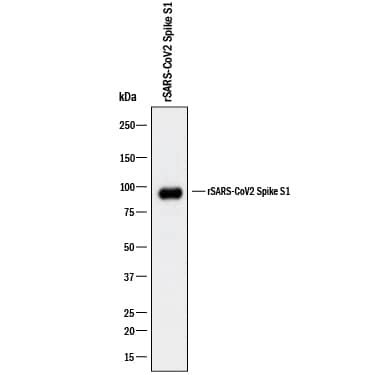 Western blot shows recombinant SARS-CoV-2 Spike S1 Subunit. PVDF membrane was probed with 2 µg/mL of Mouse Anti-SARS-CoV-2 Spike S1 Subunit Monoclonal Antibody (Catalog # MAB10637) followed by HRP-conjugated Anti-Mouse IgG Secondary Antibody (HAF018). A specific band was detected for Spike S1 Subunit at approximately 90 kDa (as indicated). This experiment was conducted under reducing conditions and using Western Blot Buffer Group 1.