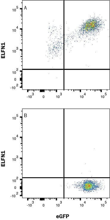HEK293 human embryonic kidney cell line transfected with (A) human ELFN1 or (B) irrelevant protein, and eGFP was stained with Mouse Anti-Human ELFN1 Monoclonal Antibody (Catalog # MAB10644) followed by Allophycocyanin-conjugated Anti-Mouse IgG Secondary Antibody (F0101B). Quadrant markers were set based on control antibody staining (MAB002). Staining was performed using our Staining Membrane-associated Proteins protocol.