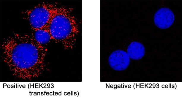 ORF3a was detected in immersion fixed HEK293 human embryonic kidney cell line transfected with SARS-CoV-2 ORF3a (positive staining) and HEK293 human embryonic kidney cell line (non-transfected, negative staining) using Mouse Anti-SAR-CoV-2 ORF3a Monoclonal Antibody (Catalog # MAB10706) at 8 &micro;g/mL for 3 hours at room temperature. Cells were stained using the NorthernLights&trade; 557-conjugated Anti-Mouse IgG Secondary Antibody (red; NL007) and counterstained with DAPI (blue). Specific staining was localized to cytoplasm. View our protocol for Fluorescent ICC Staining of Non-adherent Cells.