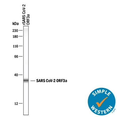 Simple Western lane view shows recombinant SARS-CoV-2 ORF3a, loaded at 0.2 mg/mL. A specific band was detected for ORF3a at approximately 34 kDa (as indicated) using 20 µg/mL of Mouse Anti-Human ORF3a Monoclonal Antibody (Catalog # MAB10706) . This experiment was conducted under reducing conditions and using the 12-230 kDa separation system.