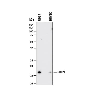 Western blot shows lysates of U937 human histiocytic lymphoma cell line, HUVEC human umbilical vein endothelial cells. PVDF membrane was probed with 2 µg/mL of Mouse Anti-Human UBE2I/Ubc9 Monoclonal Antibody (Catalog # MAB11185) followed by HRP-conjugated Anti-Mouse IgG Secondary Antibody (HAF018). A specific band was detected for UBE2I/Ubc9 at approximately 18 kDa (as indicated). This experiment was conducted under reducing conditions and using Western Blot Buffer Group 1.