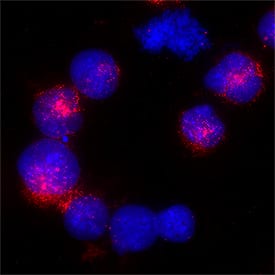 Erythropoietin R was detected in immersion fixed K562 human myelogenous leukemia cell line using Mouse Anti-Human Erythropoietin R Monoclonal Antibody (Catalog # MAB11190) at 8 µg/mL for 3 hours at room temperature. Cells were stained using the NorthernLights™ 557-conjugated Anti-Mouse IgG Secondary Antibody (red; NL007) and counterstained with DAPI (blue). Specific staining was localized to cell cytoplasm. Staining was performed using our protocol for Fluorescent ICC Staining of Non-adherent Cells.