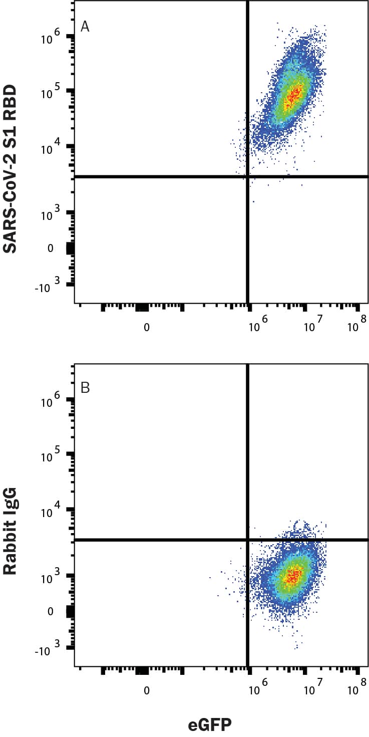 HEK293 human embryonic kidney cell line transfected with human ACE-2 and eGFP was incubated with Recombinant SARS-CoV-2 Spike S1 Subunit His-Tag protein (10534-CV), then stained with (A) Rabbit Anti-SARS-CoV-2 Spike S1 Monoclonal Antibody (Catalog # MAB11198) or (B) Rabbit IgG Isotype Control Antibody (MAB1050) followed by Allophycocyanin-conjugated Anti-Rabbit IgG Secondary Antibody (F0111). Staining was performed using our Staining Membrane-associated Proteins protocol.