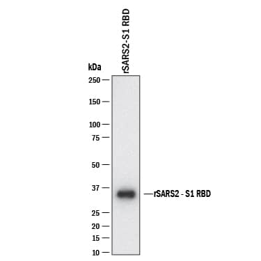 Western blot shows lysates of rSARS2-S1 RBD (DNVY28). PVDF membrane was probed with 2 µg/mL of Rabbit Anti-SARS-CoV-2 Spike RBD Monoclonal Antibody (Catalog # MAB11198) followed by HRP-conjugated Anti-Rabbit IgG Secondary Antibody (Catalog # HAF008). A specific band was detected for Spike RBD at approximately 35 kDa (as indicated). This experiment was conducted under reducing conditions and using Western Blot Buffer Group 1.