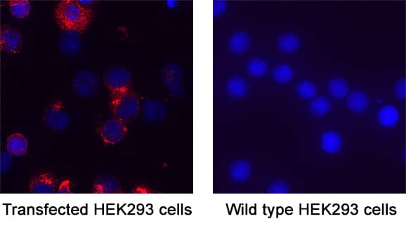 Spike RBD was detected in immersion fixed HEK293 (positive) and HEK293 wild type (negative) cells using Mouse Anti-SARS-CoV-2 Spike RBD Monoclonal Antibody (Catalog # MAB11227) at 3 µg/mL for 3 hours at room temperature. Cells were stained using the NorthernLights™ 557-conjugated Anti-Mouse IgG Secondary Antibody (red; Catalog # NL007) and counterstained with DAPI (blue). Specific staining was localized to cytoplasm. View our protocol for Fluorescent ICC Staining of Non-adherent Cells.