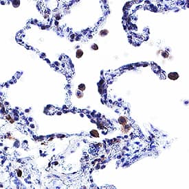 Immunohistochemistry GPR116 Antibody (1055814) [Unconjugated]