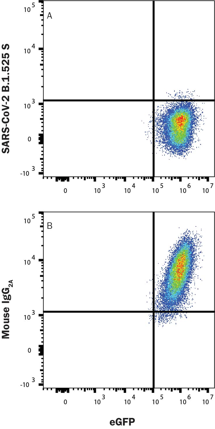 In a functional flow cytometry test, Recombinant SARS-CoV2-B.1.525S His-tagged protein binds to HEK293 human embryonic kidney cell line transfected with recombinant human ACE-2 and eGFP. (A) Binding is completely blocked by25 μg/mL of Mouse Anti-SARS2-B.1.525S  Antibody (Catalog #MAB11292) but not by (B) Mouse IgG2A Isotype Control (MAB003). Protein binding was detected with Mouse Anti-His APC-conjugated Monoclonal Antibody (IC050A). Staining was performed using our Staining Membrane-associated Proteins protocol. 