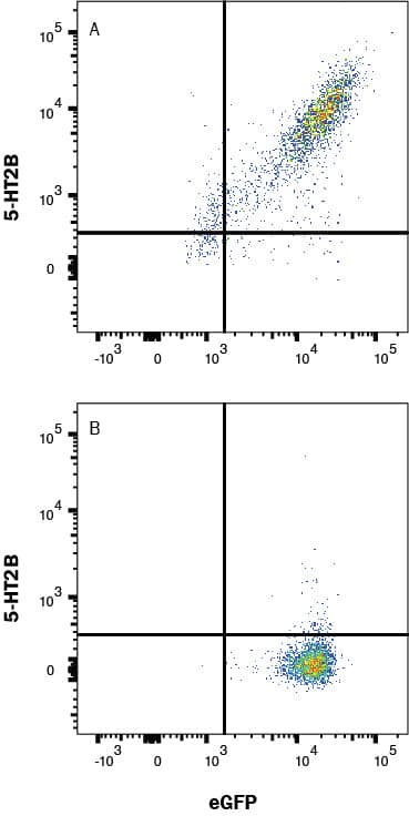 HEK293 cells transfected with Human HTR2B and eGFP vs Irrelevant were stained with eGFP and either (A) Rabbit Anti-Human 5-HT2B Monoclonal Antibody (Catalog # MAB11297) or (B) Normal Rabbit IgG Control (Catalog # MAB1050) followed by Allophycocyanin-conjugated Anti-Rabbit IgG Secondary Antibody (Catalog # F0111). View our protocol for Staining Membrane-associated Proteins. 