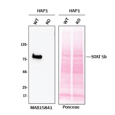 Western blot shows lysates of HAP1 human near-haploid cell line and STAT5b knockout HAP1 cell line (KO). Nitrocellulose membrane was probed with 1 µg/mL of Rabbit Anti-Human/Mouse/Rat STAT5b Monoclonal Antibody (Catalog # MAB15841) followed by HRP-conjugated Anti-Rabbit IgG Secondary Antibody. A specific band was detected for STAT5b at approximately 85 kDa (as indicated) in the parental HAP1 cell line, but is not detectable in knockout HAP1 cell line. The Ponceau stained transfer of the blot is shown. This experiment was conducted under reducing conditions. Image, protocol, and testing courtesy of YCharOS Inc. See ycharos.com for additional details.