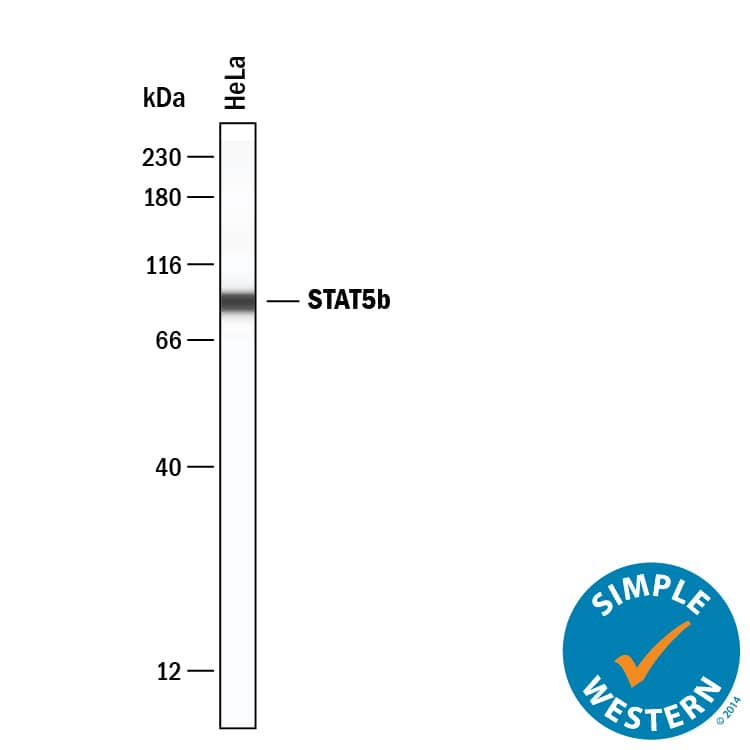 Simple Western lane view shows lysates of HeLa human cervical epithelial carcinoma cell line, loaded at 0.2 mg/mL. A specific band was detected for STAT5b at approximately 91 kDa (as indicated) using 20 µg/mL of Mouse Anti-Human STAT5b Monoclonal Antibody (Catalog # MAB1584) . This experiment was conducted under reducing conditions and using the 12-230 kDa separation system.