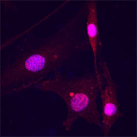 JNK2 was detected in immersion fixed C2C12 mouse myoblast cell line using Mouse Anti-Human/Mouse/Rat JNK2 Monoclonal Antibody (Catalog # MAB1846) at 25 µg/mL for 3 hours at room temperature. Cells were stained using the NorthernLights™ 557-conjugated Anti-Mouse IgG Secondary Antibody (red; NL007) and counterstained with DAPI (blue). Specific staining was localized to cytoplasm. Staining was performed using our protocol for Fluorescent ICC Staining of Non-adherent Cells.