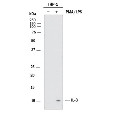 Western blot shows lysates of THP‑1 human acute monocytic leukemia cell line untreated (-) or treated (+) with 200 nM PMA and 10 ug/mL LPS for 24 hours and 3 hours. PVDF membrane was probed with 3 µg/mL of Mouse Anti-Human IL-8/CXCL8 Monoclonal Antibody (Catalog # MAB208) followed by HRP-conjugated Anti-Mouse IgG Secondary Antibody (HAF018). A specific band was detected for IL-8/CXCL8 at approximately 10 kDa (as indicated). This experiment was conducted under reducing conditions and using Western Blot Buffer Group 1.