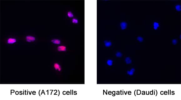 FGF basic/FGF2/bFGF was detected in immersion fixed A172 human glioblastoma cell line (Positive) & Daudi human Burkitt's lymphoma cell line (Negative) using Rat Anti-Human FGF basic/FGF2/bFGF Monoclonal Antibody (Catalog # MAB2332) at 8 µg/mL for 3 hours at room temperature. Cells were stained using the NorthernLights™ 557-conjugated Anti-Rat IgG Secondary Antibody (red; Catalog # NL013) and counterstained with DAPI (blue). Specific staining was localized to Nucleus . View our protocol for Fluorescent ICC Staining of Cells on Coverslips.