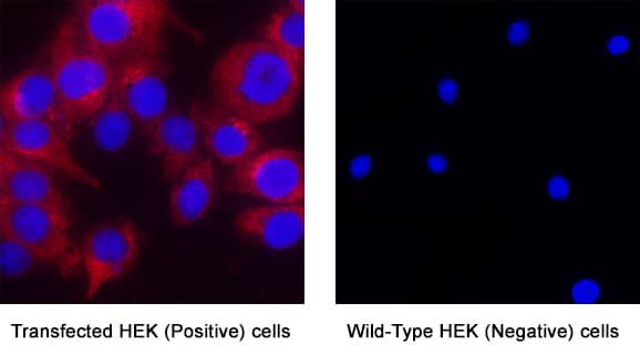 LILRB4/CD85k/ILT3 was detected in immersion fixed Transfected & Wild Type HEK293 Human Embryonic Kidney Cell Line using Mouse Anti-Human LILRB4/CD85k/ILT3 Monoclonal Antibody (Catalog # MAB24252) at 3 µg/mL for 3 hours at room temperature. Cells were stained using the NorthernLights™ 557-conjugated Anti-Mouse IgG Secondary Antibody (red; Catalog # NL007) and counterstained with DAPI (blue). Specific staining was localized to Cytoplasm. View our protocol for Fluorescent ICC Staining of Cells on Coverslips.