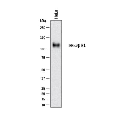 Western blot shows lysates of HeLa human cervical epithelial carcinoma cell line. PVDF membrane was probed with 2 µg/mL of Mouse Anti-Human IFN‑ alpha / beta  R1 Monoclonal Antibody (Catalog # MAB2451) followed by HRP-conjugated Anti-Mouse IgG Secondary Antibody (Catalog # HAF018). A specific band was detected for IFN‑ alpha / beta  R1 at approximately 110-120 kDa (as indicated). This experiment was conducted under reducing conditions and using Western Blot Buffer Group 1.