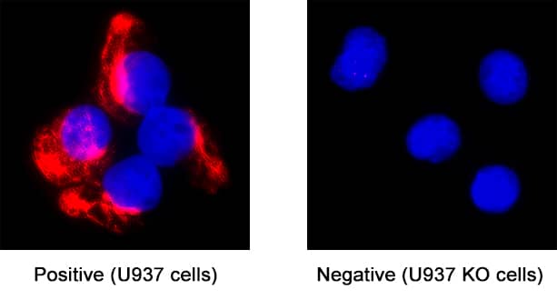 <b>Genetic Strategies Validation. </b>GFAP was detected in immersion fixed U937 human histiocytic lymphoma cell line but is not detected in GFAP knockout (KO) U937 Human cell line using Mouse Anti-Human GFAP Monoclonal Antibody (Catalog # MAB25941) at 8 µg/mL for 3 hours at room temperature. Cells were stained using the NorthernLights™ 557-conjugated Anti-Mouse IgG Secondary Antibody (red; NL007) and counterstained with DAPI (blue). Specific staining was localized to cytoplasm. Staining was performed using our protocol for Fluorescent ICC Staining of Non-adherent Cells.