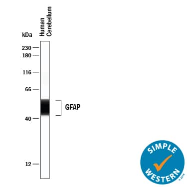 Simple Western lane view shows lysates of human cerebellum, loaded at 0.2 mg/mL. A specific band was detected for GFAP at approximately 45-55 kDa (as indicated) using 10 µg/mL of Mouse Anti-Human GFAP Monoclonal Antibody (Catalog # MAB25941) . This experiment was conducted under reducing conditions and using the 12-230 kDa separation system.