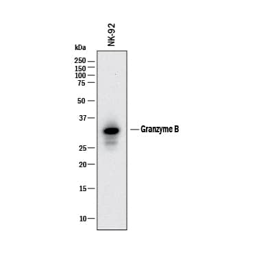 Western blot shows lysates of NK‑92 human natural killer lymphoma cell line. PVDF membrane was probed with 0.1 µg/mL of Rabbit Anti-Human Granzyme B Monoclonal Antibody (Catalog # MAB29061) followed by HRP-conjugated Anti-Rabbit IgG Secondary Antibody (HAF008). A specific band was detected for Granzyme B at approximately 34 kDa (as indicated). This experiment was conducted under reducing conditions and using Western Blot Buffer Group 1.