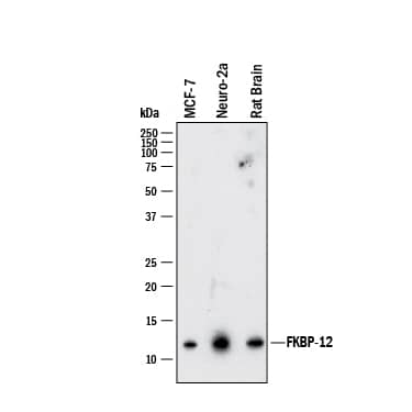 Western blot shows lysates of MCF-7 human breast cancer cell line, Neuro-2A mouse neuroblastoma cell line, and rat brain tissue. PVDF membrane was probed with 1 µg/mL of Mouse Anti-Human FKBP12 Monoclonal Antibody (Catalog # MAB37771) followed by HRP-conjugated Anti-Mouse IgG Secondary Antibody (HAF007). A specific band was detected for FKBP12 at approximately 12 kDa (as indicated). This experiment was conducted under reducing conditions and using Immunoblot Buffer Group 1.