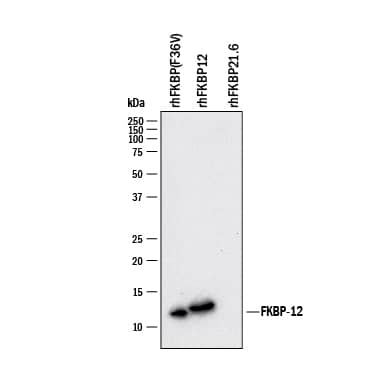 Western blot shows recombinant human FKBP(F36V), FKBP12, and FKBP 12.6. PVDF membrane was probed with 1 µg/mL of Mouse Anti-Human FKBP12 Monoclonal Antibody (Catalog # MAB37771) followed by HRP-conjugated Anti-Mouse IgG Secondary Antibody (HAF007). A specific band was detected for FKBP(F36V) and FKBP12 at approximately 12 kDa (as indicated). This experiment was conducted under reducing conditions and using Immunoblot Buffer Group 1.